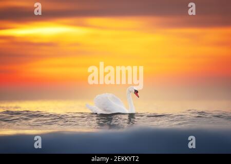 Cygnes blancs dans la mer,sunrise shot Banque D'Images