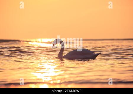 Silhouette de cygne blanc dans la mer, vue au lever du soleil Banque D'Images