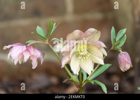 Hellebore fleurs à la fin de l'hiver, février, Royaume-Uni Banque D'Images