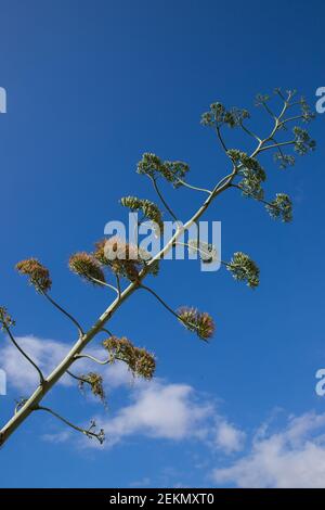 Tige de fleur d'Agave, vue de dessous Banque D'Images