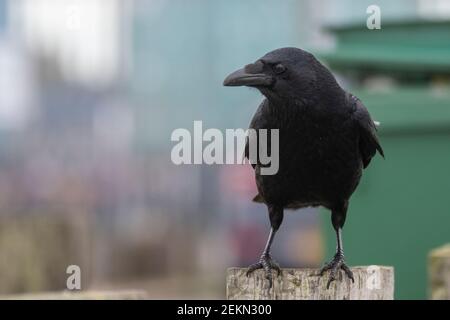 Carrion Crow (Corvus corone) assis sur le montant devant la poubelle à roulettes Banque D'Images