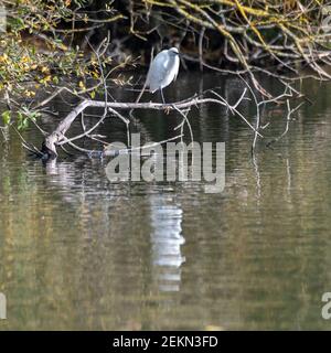 Little Egret (Egretta garzetta) assis sur la branche dans le lac Banque D'Images