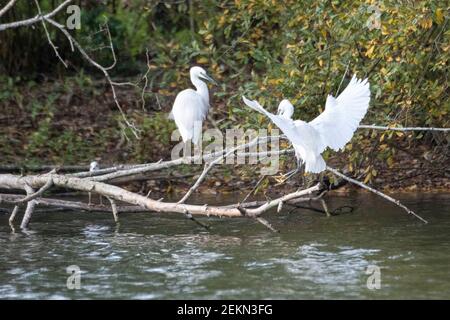 Little Egrets (Egretta garzetta) sur la branche dans le lac Banque D'Images