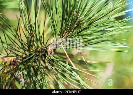 Gros plan sur les fascicules d'un pin autrichien présentant des grappes à deux aiguilles, importantes pour l'identification. ÉTATS-UNIS. Banque D'Images