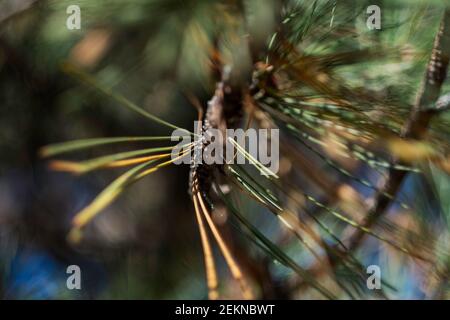 Gros plan sur les fascicules d'un pin autrichien présentant des grappes à deux aiguilles, importantes pour l'identification. ÉTATS-UNIS. Banque D'Images