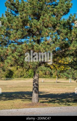 PIN autrichien ou pin noir, Pinus nigra, ciel bleu. Kansas, États-Unis. Banque D'Images
