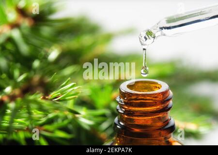 Huile aromatique de sapin dans un flacon compte-gouttes en verre, une goutte d'huile essentielle d'épinette qui s'écoule du compte-gouttes en verre. Branches d'épinette en arrière-plan, pas en foyer. Banque D'Images