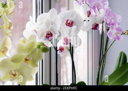 Orchidées de papillon fleuries sur le seuil de fenêtre, soin de plantes de maison Banque D'Images