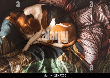 Un chien beagle adulte dormant sur une literie confortable. Arrière-plan chien. Banque D'Images