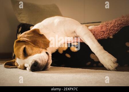 Un chien beagle adulte dormant sur une literie confortable. Arrière-plan chien. Banque D'Images
