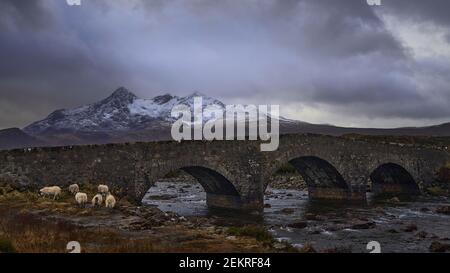 heep sur un vieux pont en pierre à trois arcades au-dessus de la rivière Sligachan dans l'île de Skye en Écosse avec la chaîne de montagnes Cuillin au loin, île de Skye, Banque D'Images