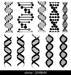 Les molécules d'ADN ont isolé des silhouettes. Vecteur spirale torsadée ou structure hélicoïdale des cellules chromosomiques, gènes humains. Génome de la chaîne moléculaire, ADN Helixis, Illustration de Vecteur