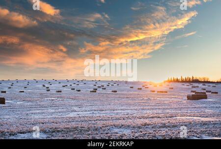 Balles carrées de foin sur un champ récolté en hiver dans les Prairies canadiennes au lever du soleil. Banque D'Images