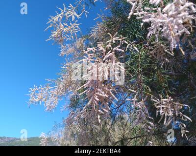 Arbre Tamarisk avec fleurs roses en pleine floraison Banque D'Images