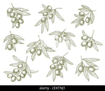 Dessins de branches d'olives biologiques, nourriture de qualité et produits d'huile d'olive. Vector cuisine grecque méditerranéenne récolte d'olives vertes, huile extra vierge ou natu Illustration de Vecteur