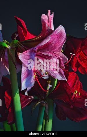 Amaryllis bouquet de fleurs rouges et de fleurs de canne à sucre Banque D'Images