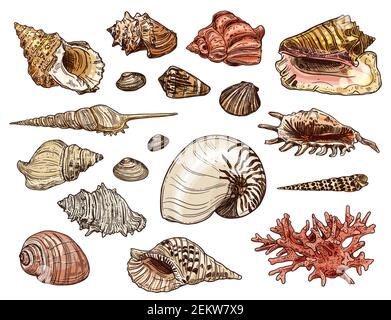 Coquillages et coraux avec coquillages de plage de mer vecteurs d'escargots marins, de palourdes et de conques, de mollusques, de crustacés, de pétoncles et de cockleshell, nautilus tigre Illustration de Vecteur