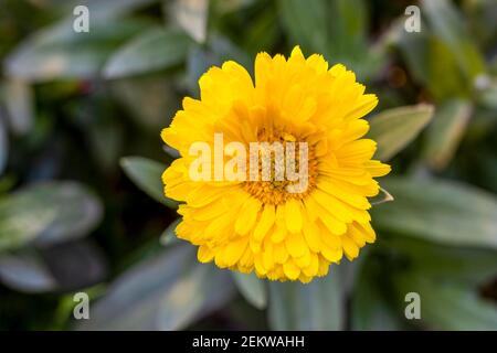 Fleur de calendula jaune sur fond de bokeh doux Banque D'Images