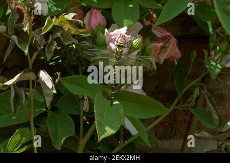 fleurs et plantes avec une libellule au sommet, ailes, insecte volant, grandes ailes, claires, noir, jaune, couleurs abeille Banque D'Images