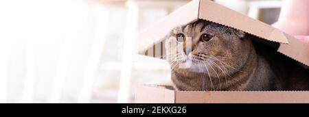 Scotch pliez les poireaux de chat hors d'une boîte en carton avec un couvercle sur le plancher de la salle de séjour. Banque D'Images