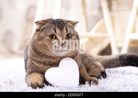 Chat écossais brun avec coeur blanc sur la moquette. Banque D'Images
