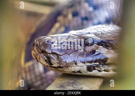 Photo de python tête en gros plan dans le zoo Banque D'Images