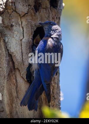 Un oiseau bleu occidental (Sialia mexicana) mâle avec des poussins dans un nid à Palo Alto, Californie Banque D'Images