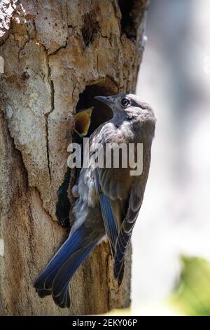 Une femelle de Bluebird occidental (Sialia mexicana) avec des poussins dans un nid à Palo Alto, Californie Banque D'Images