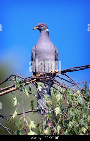 Un Pigeon à queue de bande (Patagioenas fasciata) à Palo Alto, en Californie Banque D'Images