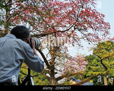 Guangzhou, Guangzhou, Chine. 24 février 2021. Guangzhou, CHINE-on 23 février 2021, Guangzhou, province de Guangdong, Depuis le printemps, toutes sortes de fleurs, y compris le kapok, fleurissent dans le sud du Guangdong. Dans le coin nord-est du Zhongshan Memorial Hall à Guangzhou, les branches du « Kapok King », vieux de plus de 350 ans, sont couvertes de coton rouge, qui est comme un nuage de feux d'artifice, qui complète le toit en tuiles bleues du Memorial Hall. Kapok est la ''fleur de ville'' à Guangzhou, et est appelé ''fleur de héros' crédit: SIPA Asia/ZUMA Wire/Alay Live News Banque D'Images