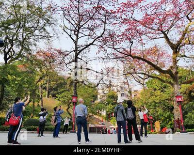 Guangzhou, Guangzhou, Chine. 24 février 2021. Guangzhou, CHINE-on 23 février 2021, Guangzhou, province de Guangdong, Depuis le printemps, toutes sortes de fleurs, y compris le kapok, fleurissent dans le sud du Guangdong. Dans le coin nord-est du Zhongshan Memorial Hall à Guangzhou, les branches du « Kapok King », vieux de plus de 350 ans, sont couvertes de coton rouge, qui est comme un nuage de feux d'artifice, qui complète le toit en tuiles bleues du Memorial Hall. Kapok est la ''fleur de ville'' à Guangzhou, et est appelé ''fleur de héros' crédit: SIPA Asia/ZUMA Wire/Alay Live News Banque D'Images