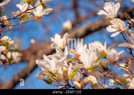 le magnolia blanc s'épanouissent dans le jardin. le printemps est un arrière-plan naturel par temps ensoleillé. les fleurs sont délicates. concept carte romantique Banque D'Images