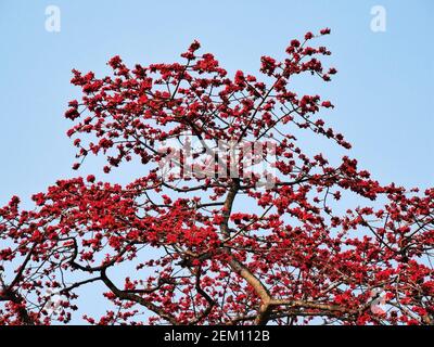 Guangzhou, Guangzhou, Chine. 24 février 2021. Guangzhou, CHINE-on 23 février 2021, Guangzhou, province de Guangdong, Depuis le printemps, toutes sortes de fleurs, y compris le kapok, fleurissent dans le sud du Guangdong. Dans le coin nord-est du Zhongshan Memorial Hall à Guangzhou, les branches du « Kapok King », vieux de plus de 350 ans, sont couvertes de coton rouge, qui est comme un nuage de feux d'artifice, qui complète le toit en tuiles bleues du Memorial Hall. Kapok est la ''fleur de ville'' à Guangzhou, et est appelé ''fleur de héros' crédit: SIPA Asia/ZUMA Wire/Alay Live News Banque D'Images