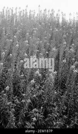 Rive de Rosebay willowherb poussant près d'Alston, Cumbria, vers 1976 Banque D'Images