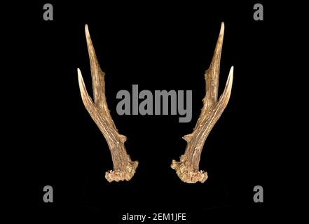bois de cerf de virginie, caperole, également connu sous le nom de roe occidentale ou européenne, sur fond noir Banque D'Images