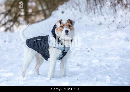 Portrait d'un jeune animal de compagnie, un joli petit de terrier parson russell se reproduit près de la nature hivernale. Banque D'Images
