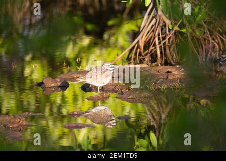 Killdeer (Charadrius vociferus) un seul tuer cher debout sur un rocher dans le lac avec des mangroves réfléchis en arrière-plan Banque D'Images