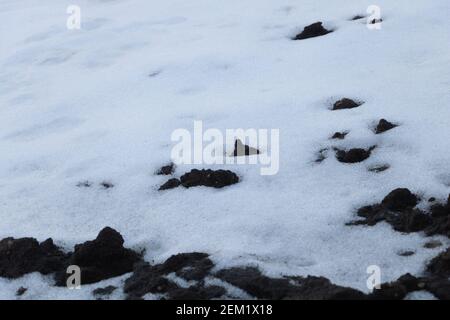 La neige fond à la fin de l'hiver - le printemps arrive concept Banque D'Images