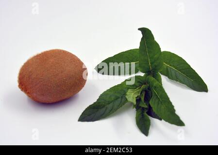 Fruits sains et mûrs délicieux pour la santé humaine. Kiwi brun juteux avec de grands flocons de menthe. Un morceau entier de kiwi avec une branche de lime. Banque D'Images