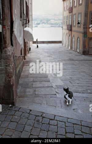 Chat prudent. Avec une grande attention au chien qui apparaît soudainement au bas d'une vieille rue à Porto. Lumière du jour. Mise au point au premier plan. Banque D'Images