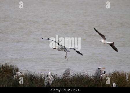 Heron avec une anguille dans son bec chassé par un mouette. Fleuve Douro, au nord du Portugal. Banque D'Images