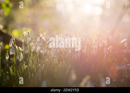 Lumière matinale sur Snowdrops dans le domaine de l'hôtel Colwick Hall, Nottingham Notinghamshire Angleterre Banque D'Images