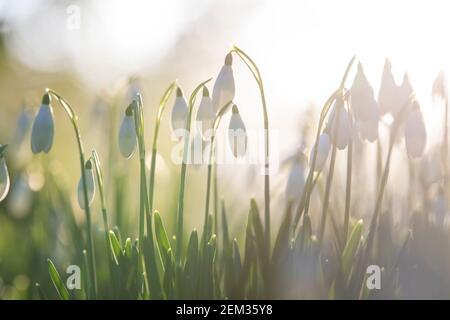 Lumière matinale sur Snowdrops dans le domaine de l'hôtel Colwick Hall, Nottingham Notinghamshire Angleterre Banque D'Images