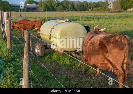 Réservoir d'eau et point d'eau dans un pâturage avec des vaches brunes. Banque D'Images