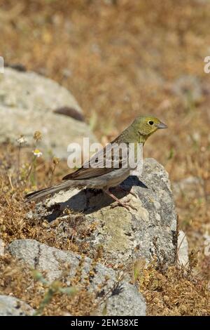 Cinereous Bunting (Emberiza cineracea) Banque D'Images