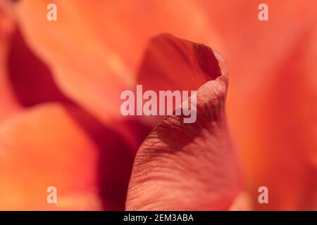 Vue macro du pétale de fleur orange Banque D'Images