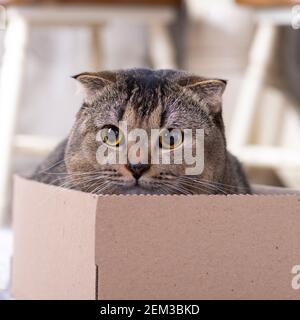 Scotch plier le chat dans une boîte en carton sur le plancher de la salle de séjour. Banque D'Images