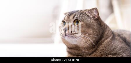 Beau chat de pli de scotch dans le salon près de la table à manger avec place pour le texte. Banque D'Images