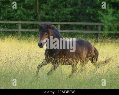 Une race rare Exmoor poney traverse un enclos de longues herbes d'été. Banque D'Images