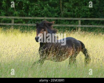 Une race rare Exmoor poney traverse un enclos de longues herbes d'été. Banque D'Images